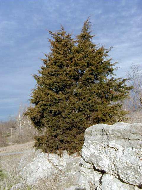 Eastern Red Cedar (Juniperus virginiana)